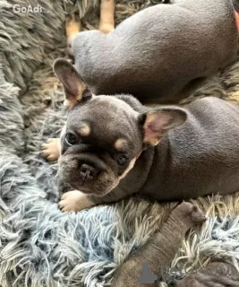 Photo №1. french bulldog - for sale in the city of Milan | 370$ | Announcement № 110893