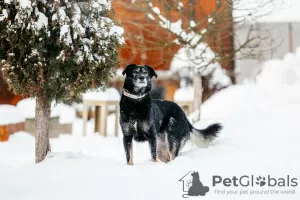 Photo №1. non-pedigree dogs - for sale in the city of Москва | Is free | Announcement № 23461