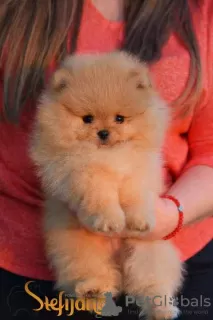 Photo №3. Pomeranian Boo, the ultimate Pomeranian puppies. Serbia