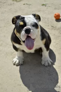 Additional photos: English bulldog puppies