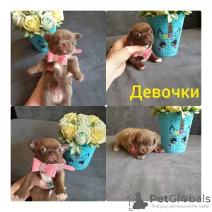 Photo №1. chihuahua - for sale in the city of Rostov-on-Don | 1061$ | Announcement № 51684