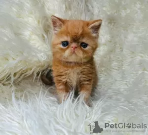 Photo №2 to announcement № 122972 for the sale of persian cat - buy in United States private announcement