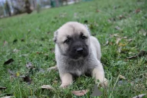 Photo №4. I will sell anatolian shepherd in the city of Kragujevac.  - price - negotiated