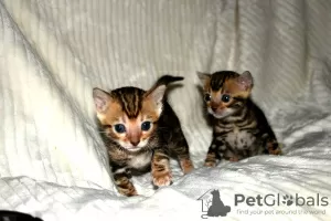 Photo №1. bengal cat - for sale in the city of Hengelo | 333$ | Announcement № 111092