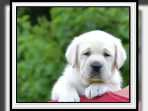 Photo №1. labrador retriever - for sale in the city of Gardelegen | 940$ | Announcement № 845