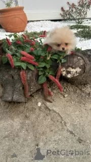 Photo №2 to announcement № 106846 for the sale of pomeranian - buy in Serbia 