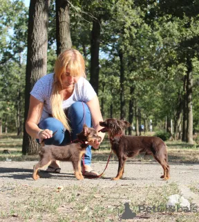 Additional photos: Russian toy long-haired with KSU documents, vaccinated, chip!