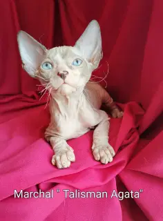 Additional photos: Don Sphynx kittens