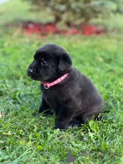 Photo №4. I will sell labrador retriever in the city of Chekhov. private announcement - price - 72$