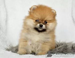 Photo №1. pomeranian - for sale in the city of Seda | Is free | Announcement № 71472