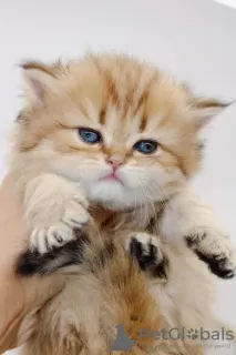 Additional photos: Very beautiful purebred golden ticked British Longhair girl 