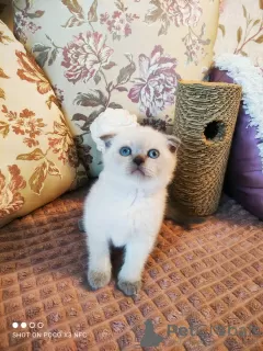 Additional photos: Scottish fold kitten