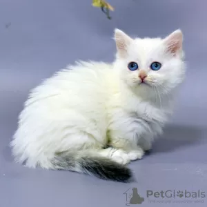 Photo №1. minuet cat longhair - for sale in the city of Амстердам | 264$ | Announcement № 121809