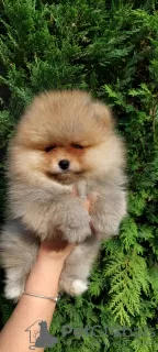 Additional photos: Pomeranian purebred BOO puppies