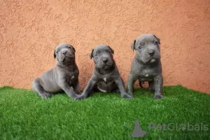 Additional photos: Bluenose Pitbull Puppies