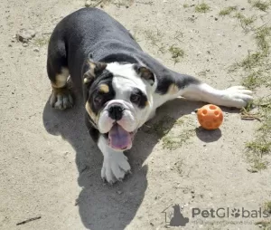 Additional photos: English bulldog puppies