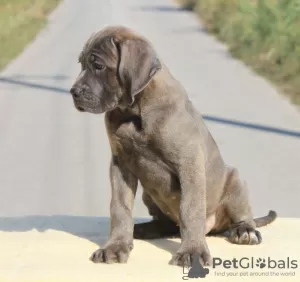 Additional photos: Cane Corso puppies for sale