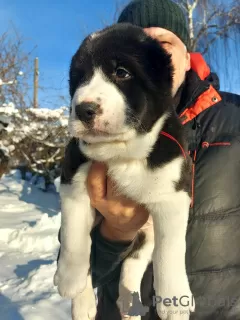 Photo №1. central asian shepherd dog - for sale in the city of Фаниполь | 500$ | Announcement № 31447