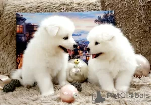 Photo №3. Samoyed puppies. Russian Federation