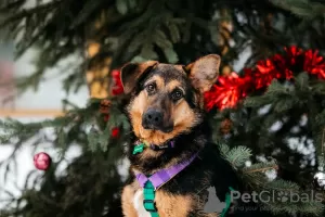 Photo №1. non-pedigree dogs - for sale in the city of Москва | Is free | Announcement № 130500