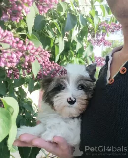 Photo №3. York Blue Merle. Belarus