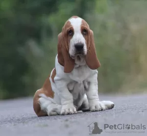 Photo №1. basset hound - for sale in the city of Myrnograd | 1183$ | Announcement № 13106