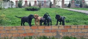 Additional photos: South African Mastiff - Boerboel