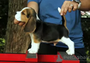 Photo №1. beagle - for sale in the city of Bremen | 450$ | Announcement № 128464