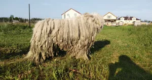 Additional photos: Komondor