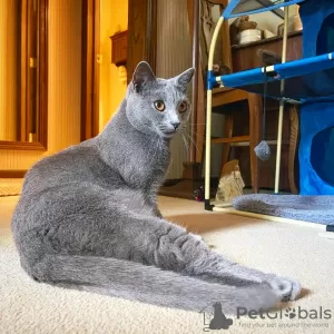 Photo №1. chartreux - for sale in the city of Paris | negotiated | Announcement № 123137