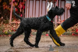 Photo №2 to announcement № 121750 for the sale of giant schnauzer - buy in Belarus from nursery