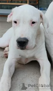 Additional photos: Dogo Argentino puppies