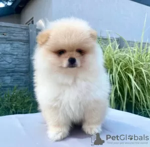 Photo №4. I will sell pomeranian in the city of Krivoy Rog. from nursery, breeder - price - 634$