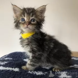 Photo №1. maine coon - for sale in the city of Gembloux | negotiated | Announcement № 128823