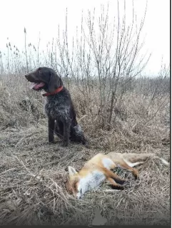 Photo №2 to announcement № 10746 for the sale of german wirehaired pointer - buy in Ukraine private announcement