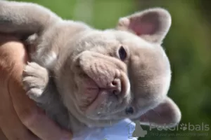 Photo №2 to announcement № 117780 for the sale of french bulldog - buy in Belgium breeder