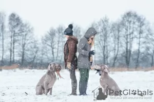 Additional photos: Weimaraner Puppies April Litter C