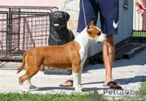 Photo №3. American Staffordshire Terrier puppies. Montenegro