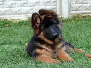 Photo №3. GERMAN SHEPHERDS PUPPIES. Russian Federation