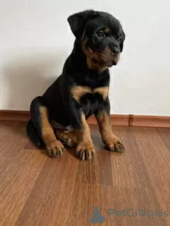 Photo №3. Purebred Rottweiler puppies. Romania