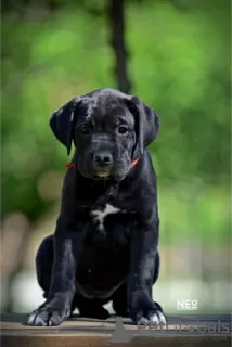 Additional photos: Cane Corso puppies