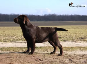 Additional photos: We offer excellent puppies Labrador