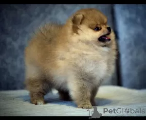 Photo №3. Pomeranian, Toy Poodle, Yorkie, Shiba Inu puppies. Lithuania