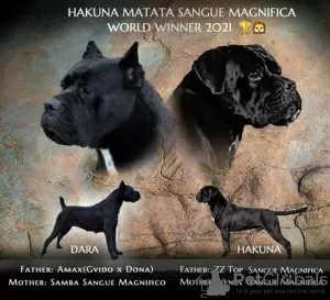 Photo №1. cane corso - for sale in the city of Gornji Milanovac | negotiated | Announcement № 71817