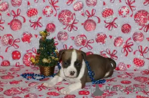 Photo №2 to announcement № 87223 for the sale of american staffordshire terrier - buy in Belarus from nursery