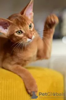 Photo №4. I will sell abyssinian cat in the city of Warsaw. from nursery, breeder - price - 528$