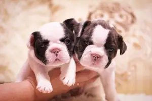 Additional photos: Elite puppies french bulldog