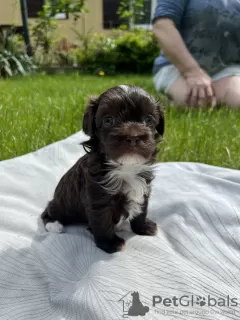 Photo №3. Cute puppies of the fashionable designer breed Maltipoo F2.. Poland