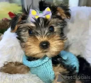 Photo №1. yorkshire terrier - for sale in the city of Texas City | 500$ | Announcement № 105230