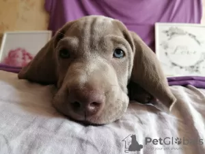 Photo №2 to announcement № 9654 for the sale of weimaraner - buy in Russian Federation private announcement, breeder